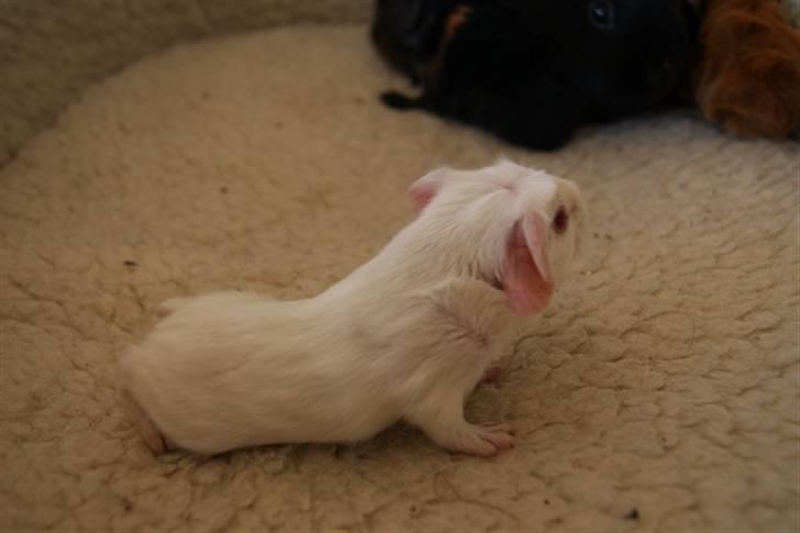 Marsvin Albino billede 4