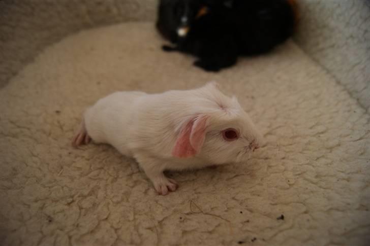 Marsvin Albino billede 5