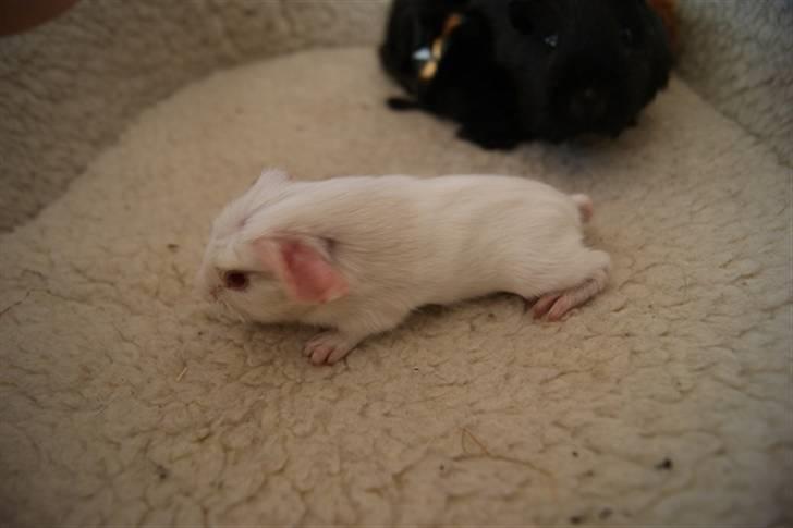 Marsvin Albino billede 6