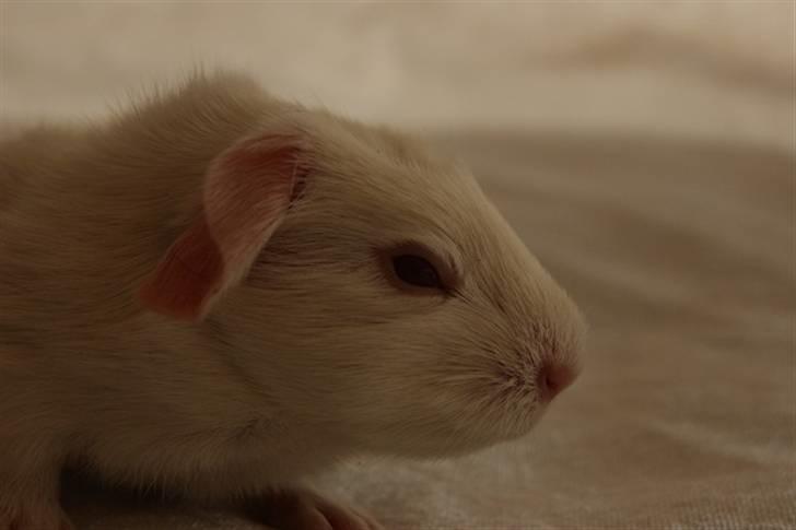 Marsvin Albino billede 7