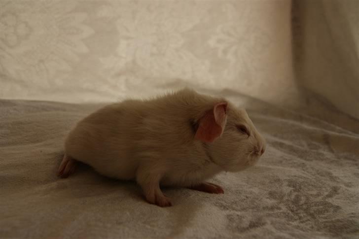 Marsvin Albino billede 8