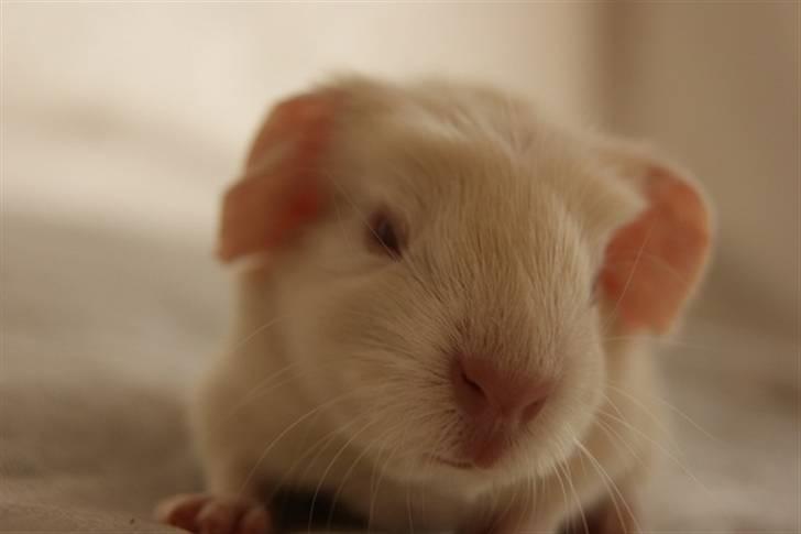 Marsvin Albino billede 9