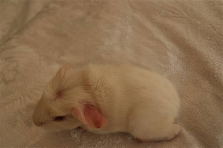 Marsvin Albino billede 10