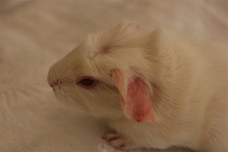 Marsvin Albino billede 11