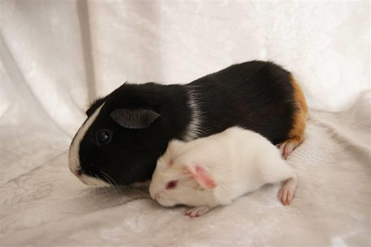 Marsvin Albino billede 12