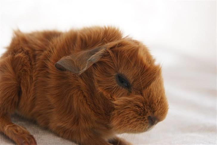 Marsvin Redhead billede 1