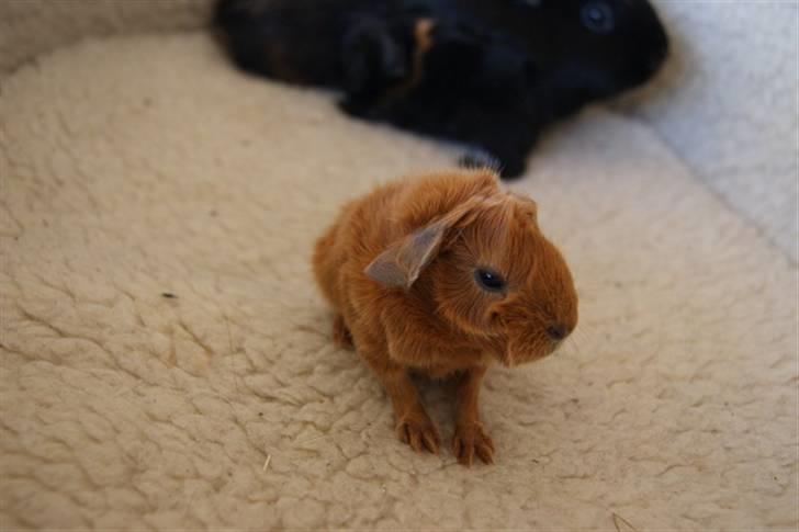 Marsvin Redhead billede 2