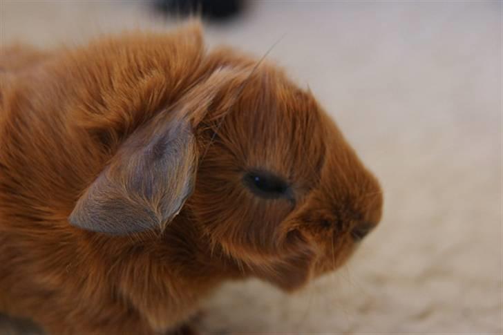 Marsvin Redhead billede 3