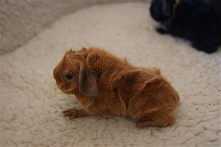 Marsvin Redhead billede 4