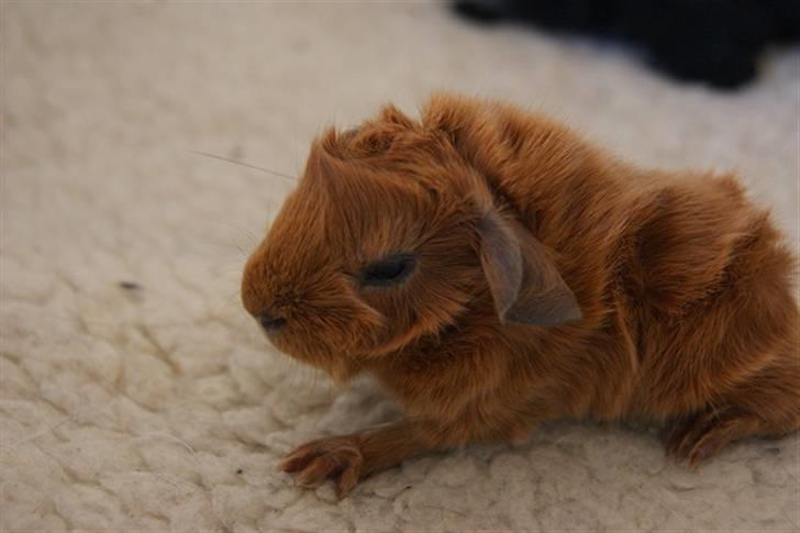 Marsvin Redhead billede 5