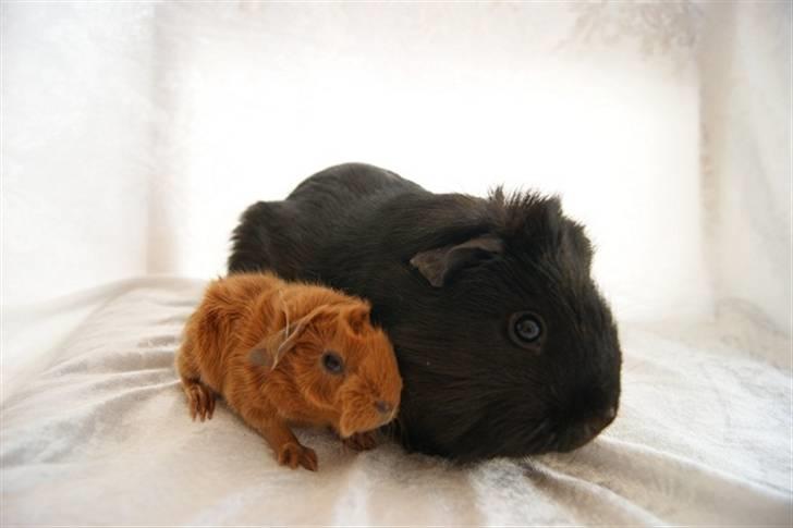 Marsvin Redhead billede 6