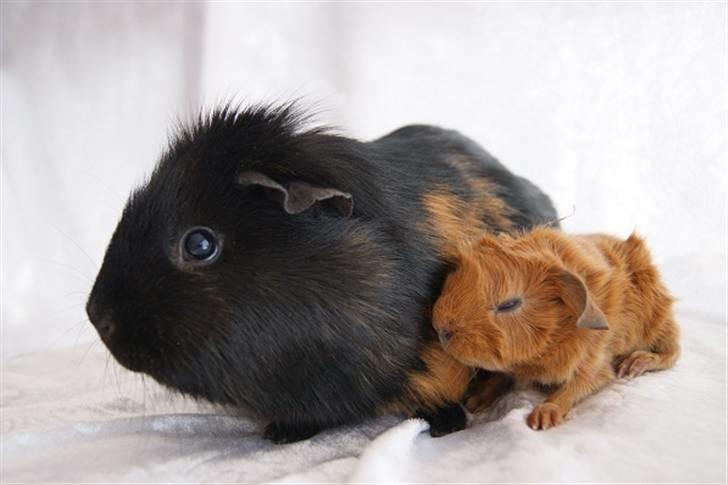 Marsvin Redhead billede 7