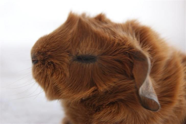 Marsvin Redhead billede 8