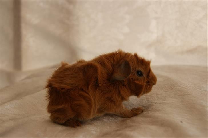 Marsvin Redhead billede 9