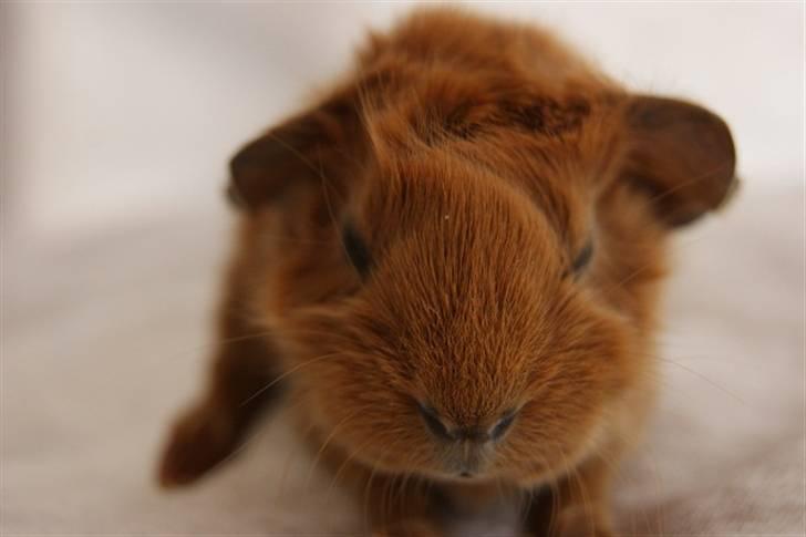 Marsvin Redhead billede 10