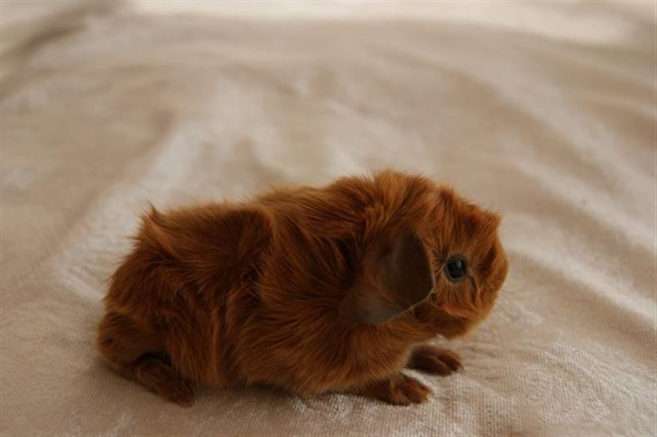 Marsvin Redhead billede 11