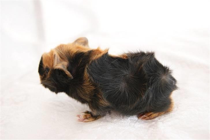 Marsvin Gnaske billede 5