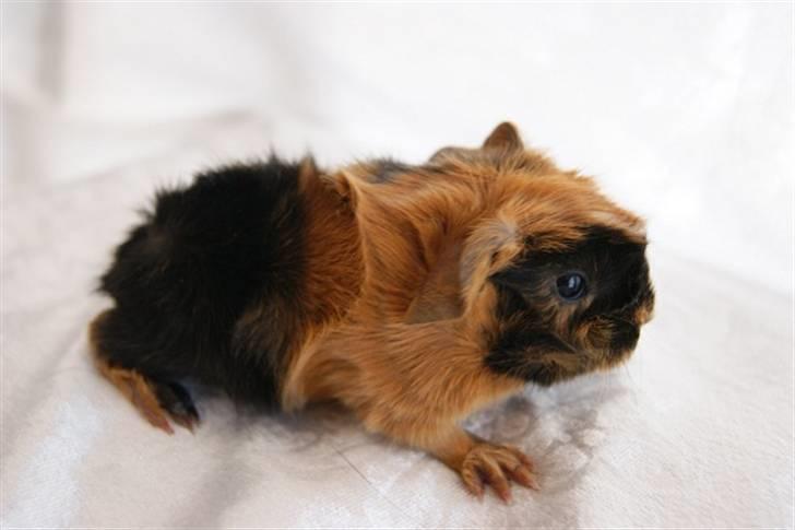 Marsvin Gnaske billede 6