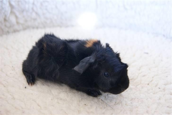 Marsvin Latin billede 1