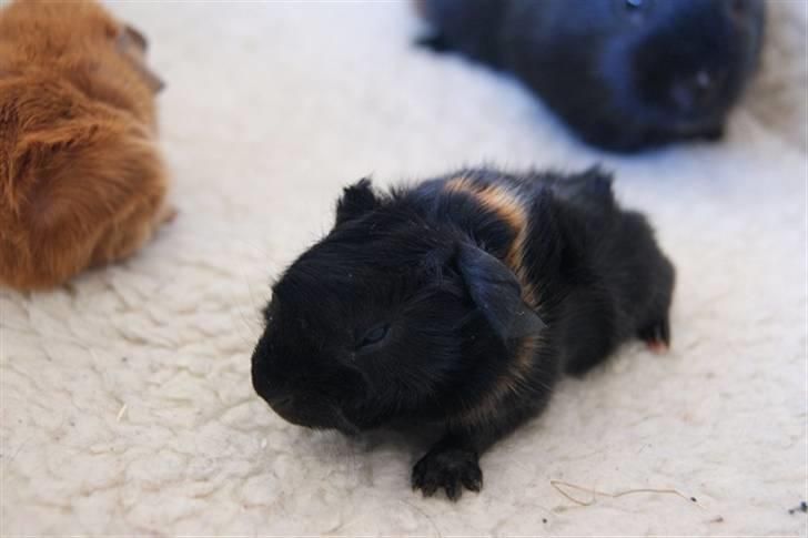 Marsvin Latin billede 2