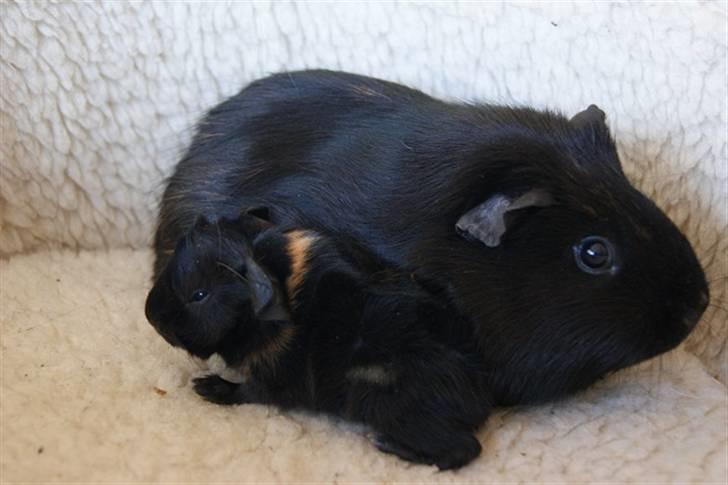 Marsvin Latin billede 3