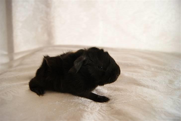 Marsvin Latin billede 4