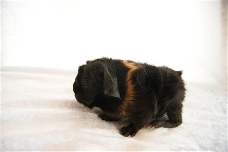 Marsvin Latin billede 5