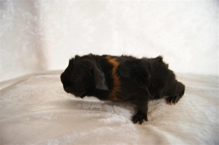 Marsvin Latin billede 6