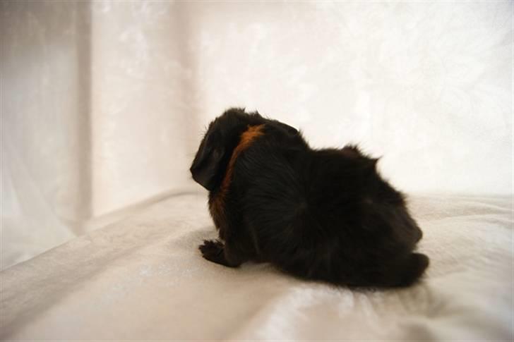 Marsvin Latin billede 7