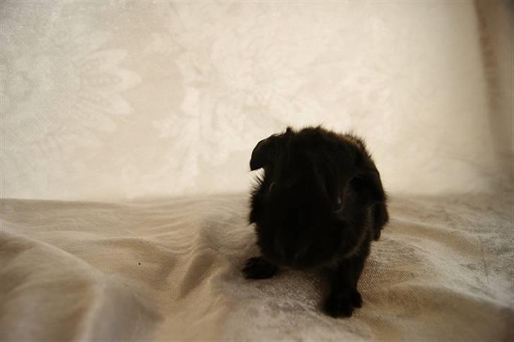 Marsvin Latin billede 8