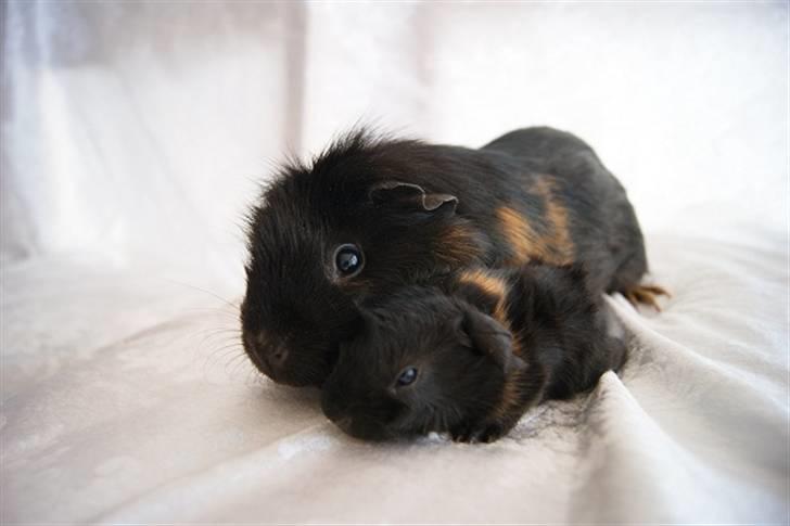 Marsvin Latin billede 9