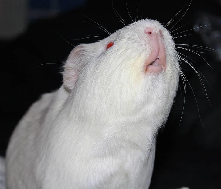 Marsvin Bissen billede 2