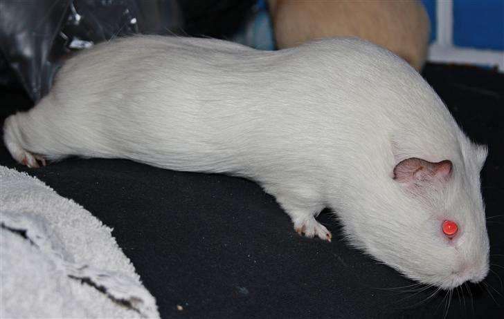 Marsvin Bissen billede 3