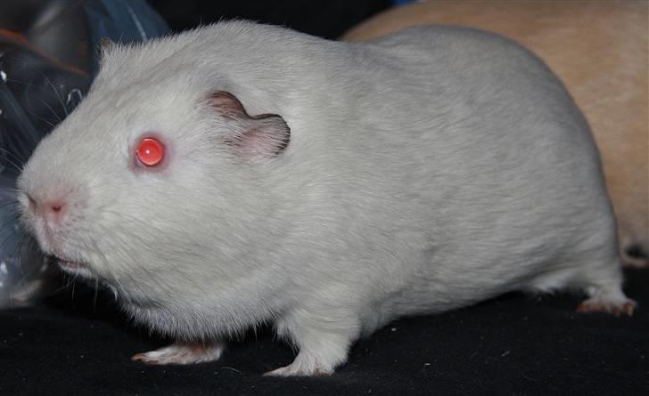 Marsvin Bissen billede 4