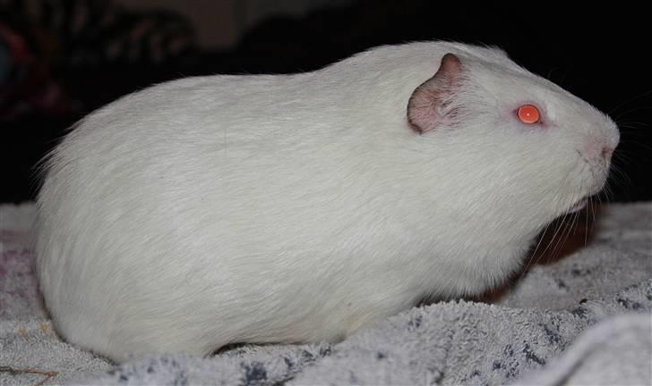 Marsvin Bissen billede 9