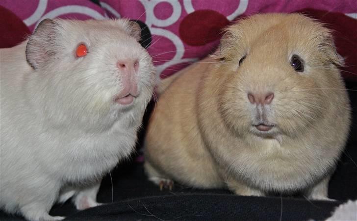 Marsvin Bissen billede 10