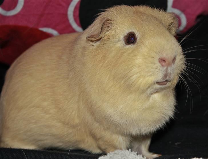 Marsvin Bonus billede 1