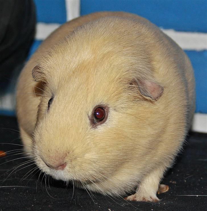 Marsvin Bonus billede 2