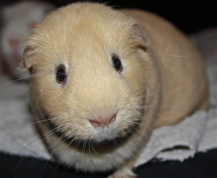 Marsvin Bonus billede 3