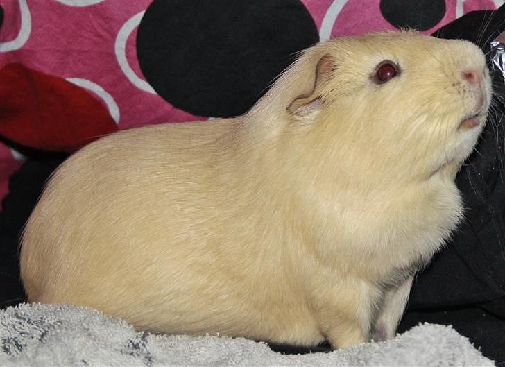 Marsvin Bonus billede 4