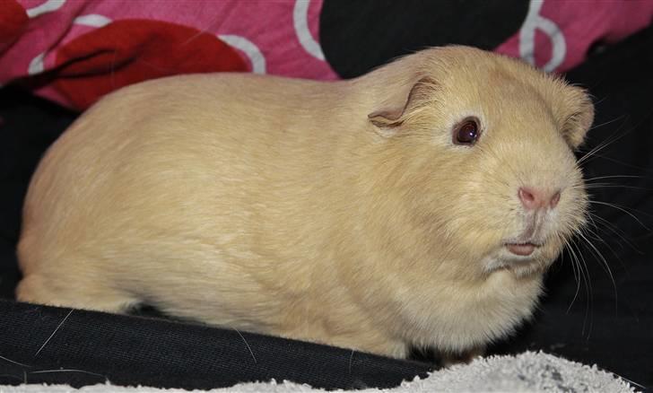 Marsvin Bonus billede 5