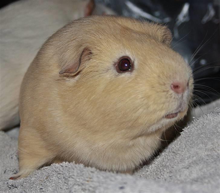 Marsvin Bonus billede 7