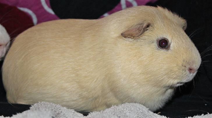 Marsvin Bonus billede 8