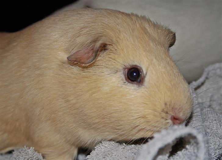 Marsvin Bonus billede 9