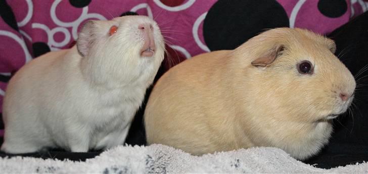 Marsvin Bonus billede 10