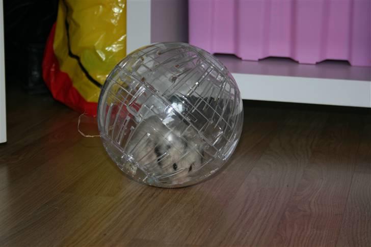 Hamster Krumme *RIP 13/2 2012* billede 17