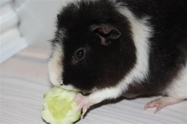 Marsvin Speedy - Speedy spiser agurk. Foto: Camilla. billede 9