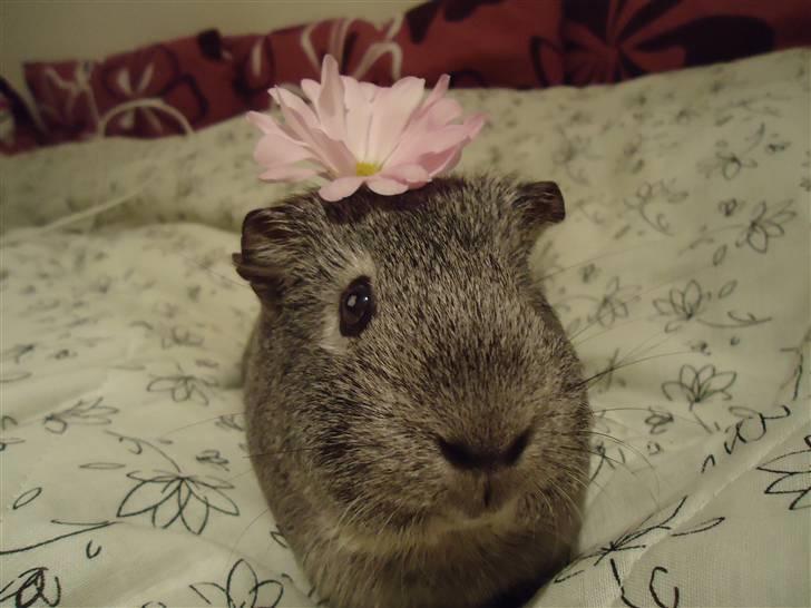 Marsvin Grå billede 1