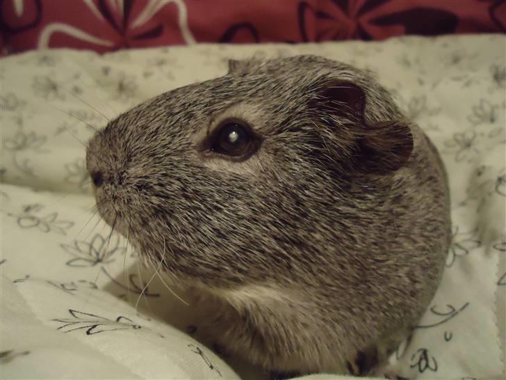 Marsvin Grå billede 2