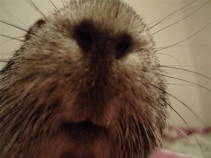 Marsvin Grå billede 3